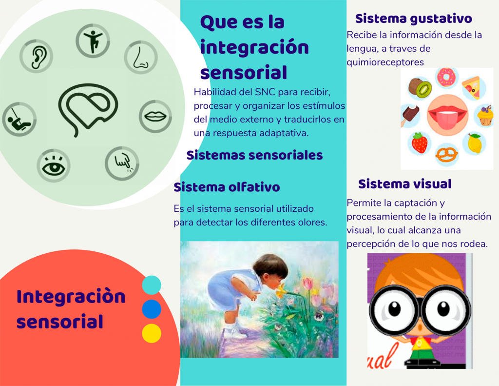 Bolet N Febrero Qu Es La Integraci N Sensorial Avanza Salud